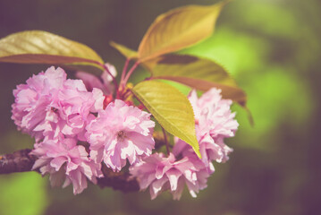 Japanese cherry blossoms on a green natural background
