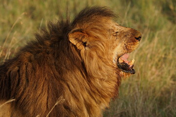 Roaring Lion in the Serengeti © Klaus
