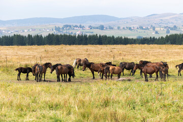 Horses grazing in an open field, stallion, mare and colt.