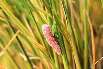 Snail eggs attached to plant stems.