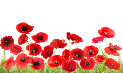 Obraz premium Red poppies on white background. Wild flowers