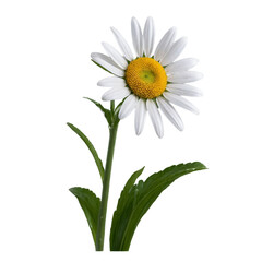 Fototapeta premium Daisy Flower, Botanical theme photo cutout, Transparent Background, PNG file