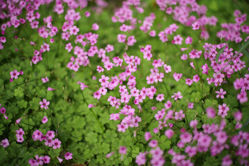 Obraz premium Serene Pink Oxalis Field with Green Shamrock - like Leaves