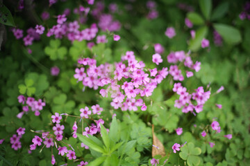 Serene Pink Oxalis Field with Green Shamrock - like Leaves