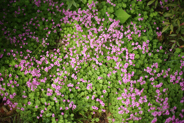 Serene Pink Oxalis Field with Green Shamrock - like Leaves