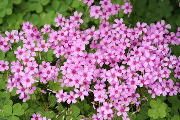 Close - up of Pink Oxalis Flowers Blooming Among Green Clover - like Leaves