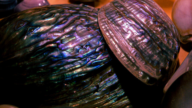 Mother of pearl shell of the sea Abalone, shell with stripes of rich pink and purple color, textured shells. Abalone of fantastic shades of mother of pearl, literally all the colors of the rainbow.
