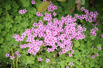 Close - up of Pink Oxalis Flowers Blooming Among Green Clover - like Leaves