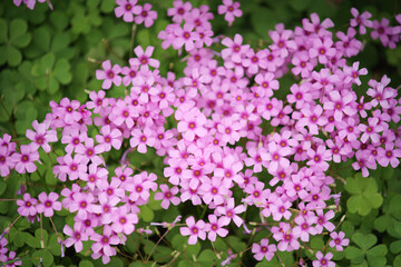 Obraz premium Close - up of Pink Oxalis Flowers Blooming Among Green Clover - like Leaves