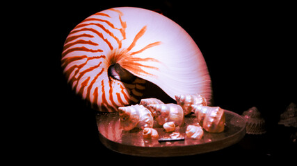 Nautilus Pompilius Seashell Large White