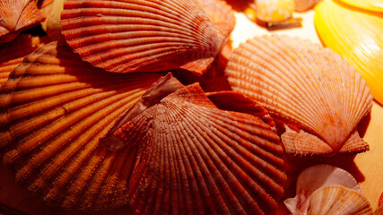 Scallops are a rich orange, textured shell. Bractechlamys vexillum, or the distant scallop, is an edible bivalve mollusc of the family Pectinidae. The color is red-yellow with a brown tint. © FRISANT