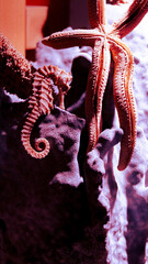 Seahorse, beautiful and graceful seahorse surrounded by purple sea reefs, starfish, shells.