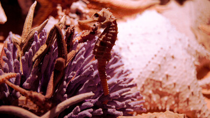 Seahorse, beautiful and graceful seahorse surrounded by purple sea reefs, starfish, shells.