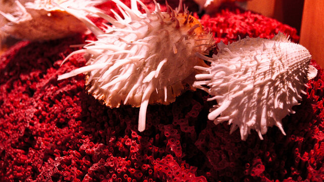 Seashell spondylus shell white with needle-like protrusions on red coral reef. Beautiful natural Spondylus shell decoration