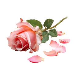 beautiful pink rose with delicate petals lies gracefully on transparency background, surrounded by scattered rose petals, evoking sense of romance and elegance