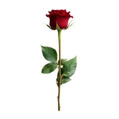 single red rose with green leaves, symbolizing love and beauty, stands elegantly against transparency background, evoking feelings of romance and passion
