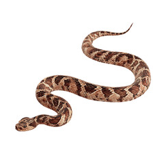 Naklejka premium Rattlesnake with Brown Diamond Pattern on White Background reptile venomous isolated on a transparent background