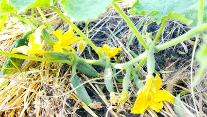 green grass and cucumbers in the garden