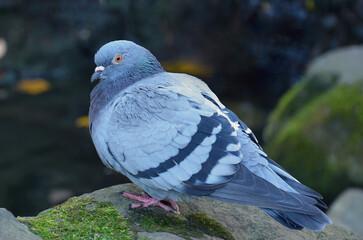 Rock pigeon sresting on the stone near the water of a pond ..Closeup photo outdoors. Wild birds ,fauna, animals protection.Free copy space.