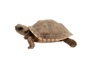 Obraz premium Tiny Turtle's Expedition: A captivating view of a single baby tortoise embarking on its adventure. Witness the unique patterns and textures on its shell as it crawls forward, filled with curiosity.