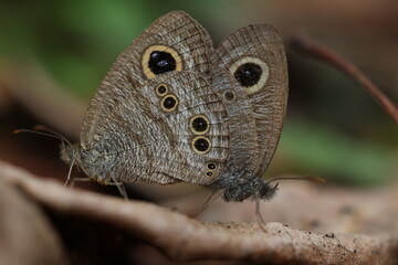 Fototapeta premium Common Five-ring (Ypthima baldus)
