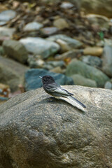 black winged blackbird