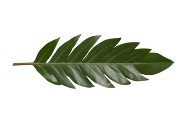 Serene Leaf's Elegance: Witness the understated beauty of a single, vibrant green leaf against the backdrop of a bright.