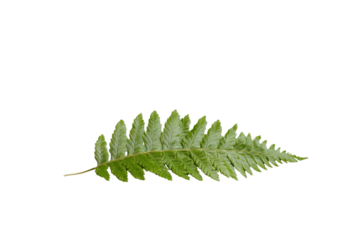 Fern leaf: A single vibrant fern leaf, showcasing its delicate texture and intricate structure, embodies the pure essence of nature. 