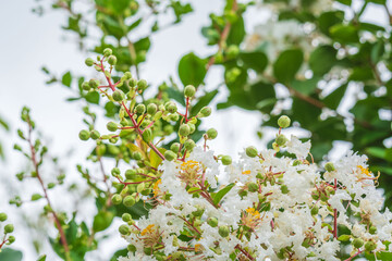 夏の花　雨の日のサルスベリの花06