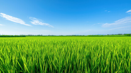 Obraz premium Lush green rice field under clear blue sky, showcasing vibrant nature and agricultural beauty