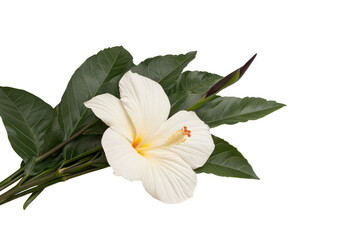Fototapeta premium Hibiscus Bloom: A pristine, single hibiscus flower with vibrant white petals is captured, showcasing its elegant form against a clean backdrop.