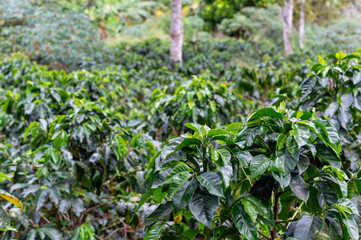 coffee tree plantation in Colombia, sustainable agriculture