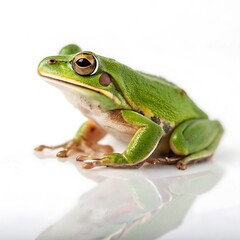 Obraz premium Green Tree Frog CloseUp Photograph of Amphibian