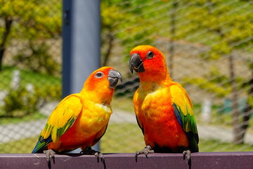 A pair of loving parrots