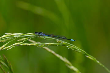 variable damselfly or variable bluet (Coenagrion pulchellum) found in the valley of river Lech in Tyrol, Austria