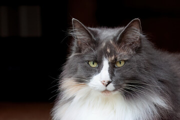 A norwegian forest cat female with black background