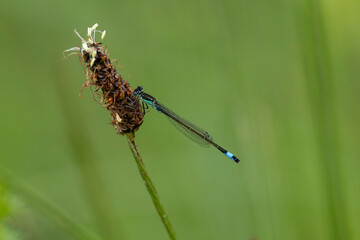 Fototapeta premium female Blue-tailed Damselfly (Ischnura elegans) found in the valley of river Lech in Tyrol, Austria