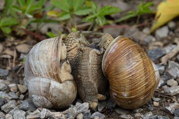 Two copulating Roman snails (Helix pomatia) found in Steigerwald, Bavaria, Germany