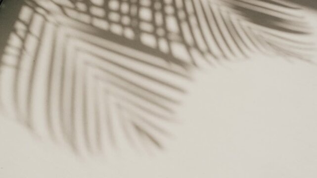 
An abstract, minimalist image of the shadow of a palm frond cast on a textured wall, creating a beautiful pattern of light and shade for design and aesthetic themes.