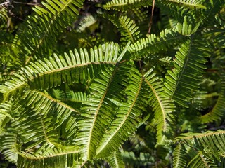 Close-up of Vibrant Green Fern Leaves in Sunlight