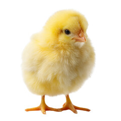 Fototapeta premium Fluffy yellow chick standing on transparency background, showcasing its soft feathers and curious expression. This adorable bird symbolizes new beginnings and springtime joy