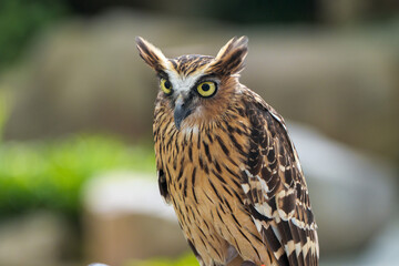 A brown owl with yellow eyes perched on a blurred background. It has distinctive markings and a...