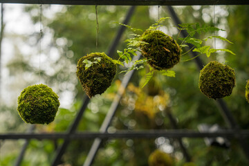 Three moss balls hang suspended in a greenhouse, framed by a metal grid. Lush greenery surrounds the moss spheres.