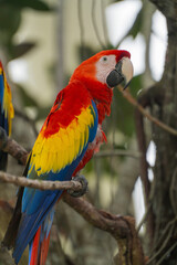 A vibrant scarlet macaw perched on a branch, showcasing its colorful plumage against a blurred green background.
