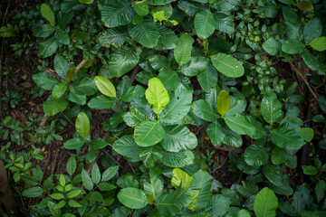 Fototapeta premium Dense green foliage of a tropical plant with new leaves in a shaded forest environment.
