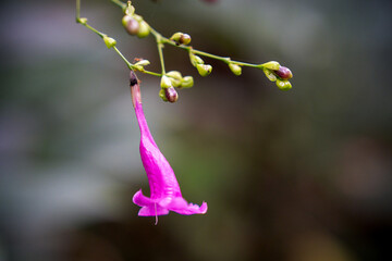 A close-up shot of a vibrant pink flower hanging from a slender stem, with blurred green foliage in the background.