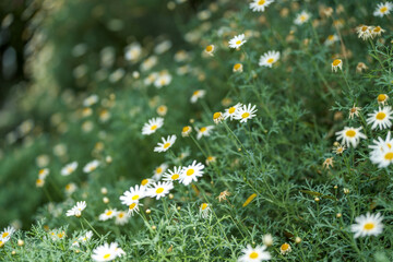 A field of white daisies in full bloom, with green foliage and blurred background.