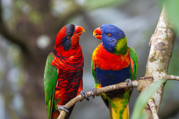 Two vibrant, colorful Lory parrots perched on a branch in a lush, green forest. They are facing each other, seemingly engaged in conversation.