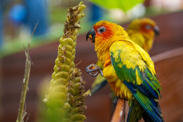 Two golden conures are eating a plant. One is in focus, the other is blurred in the background.