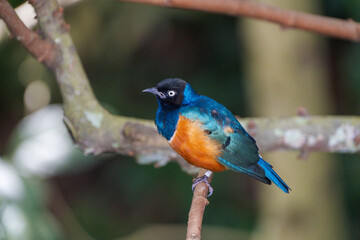 Fototapeta premium A striking male Collared Sunbird perched on a branch, showcasing its vibrant blue, orange, and black plumage.